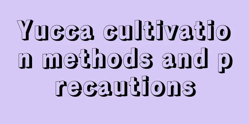 Yucca cultivation methods and precautions