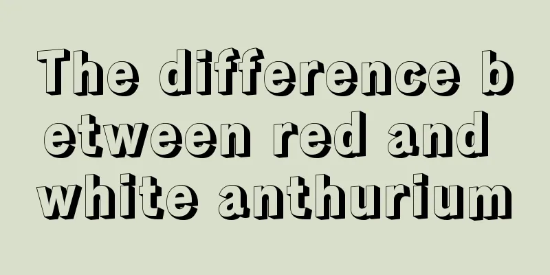 The difference between red and white anthurium