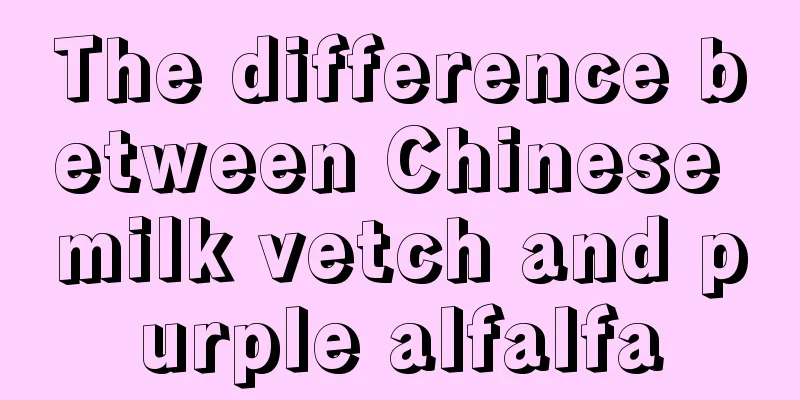 The difference between Chinese milk vetch and purple alfalfa