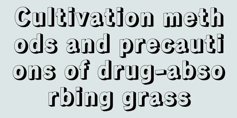 Cultivation methods and precautions of drug-absorbing grass