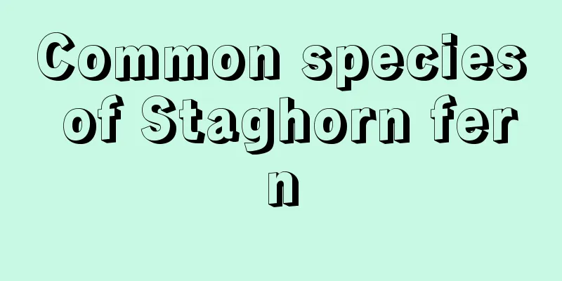 Common species of Staghorn fern