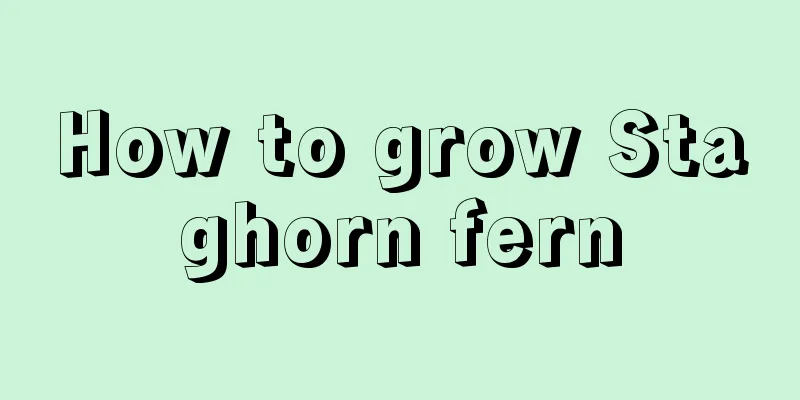 How to grow Staghorn fern