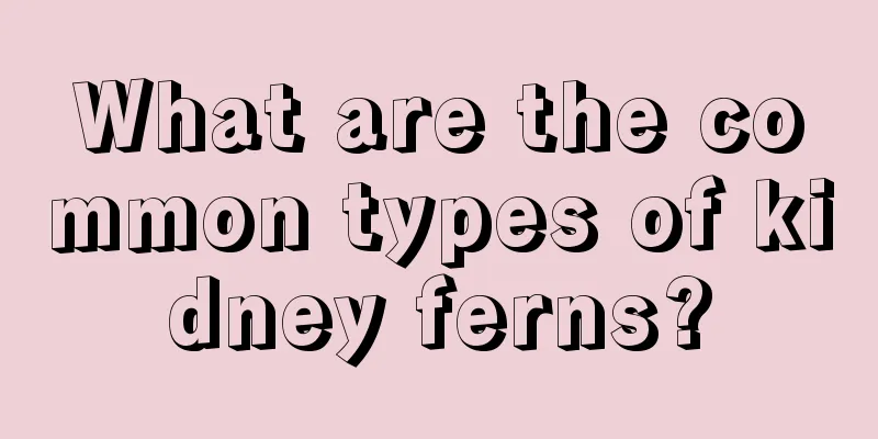 What are the common types of kidney ferns?