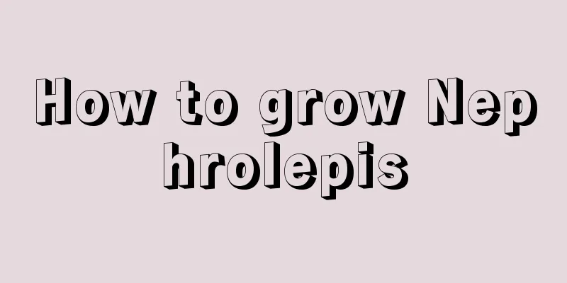 How to grow Nephrolepis