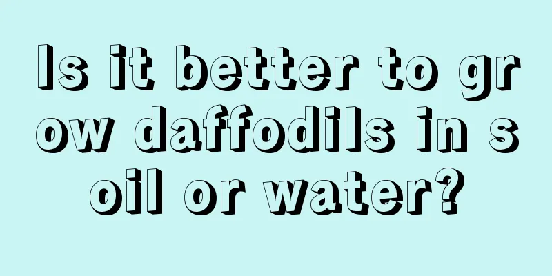 Is it better to grow daffodils in soil or water?