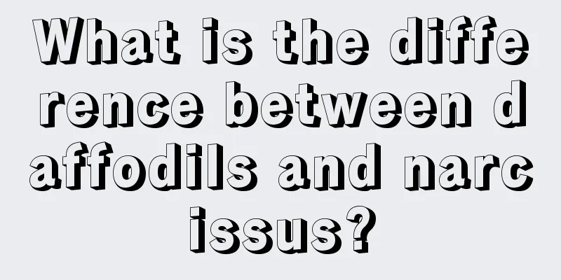 What is the difference between daffodils and narcissus?