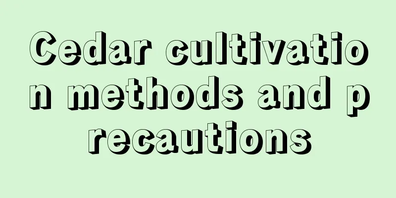 Cedar cultivation methods and precautions