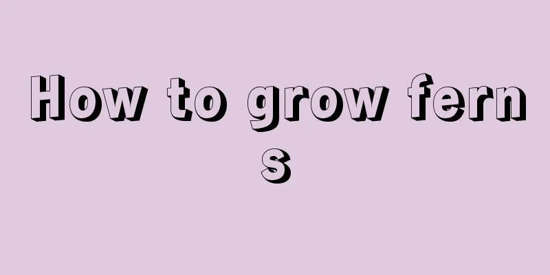 How to grow ferns