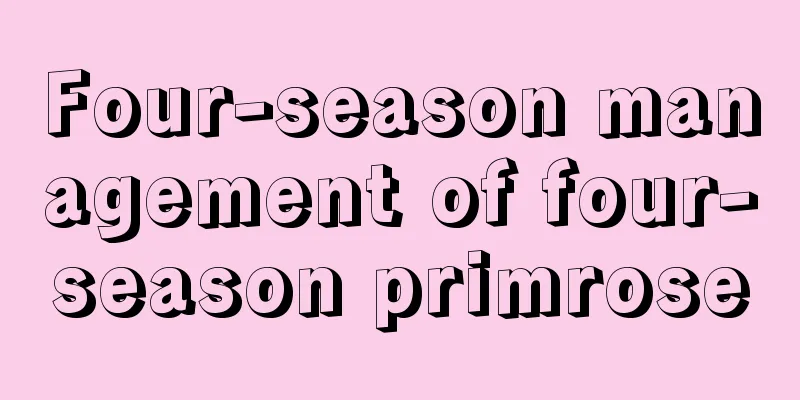 Four-season management of four-season primrose