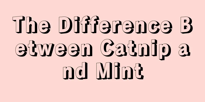 The Difference Between Catnip and Mint