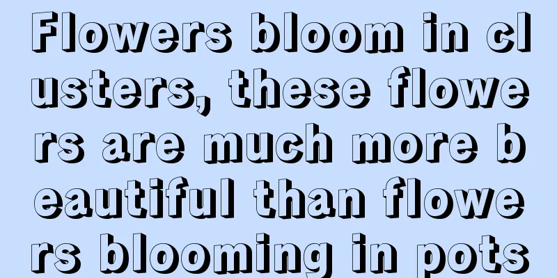 Flowers bloom in clusters, these flowers are much more beautiful than flowers blooming in pots