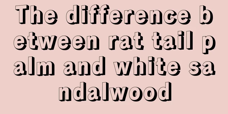 The difference between rat tail palm and white sandalwood