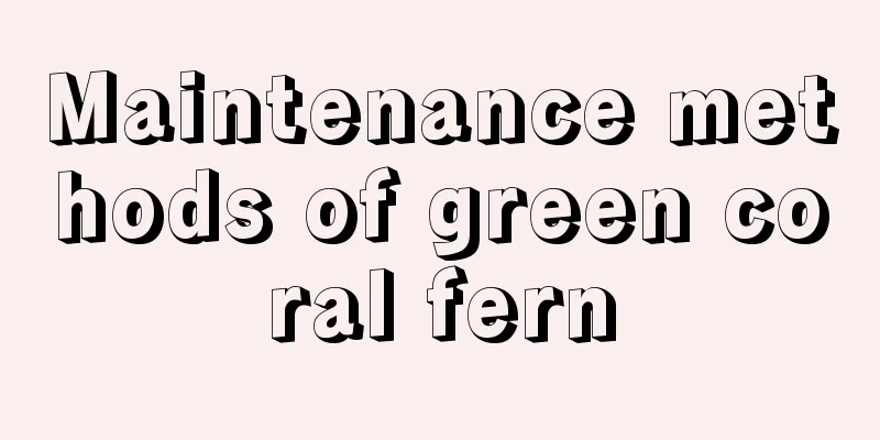 Maintenance methods of green coral fern