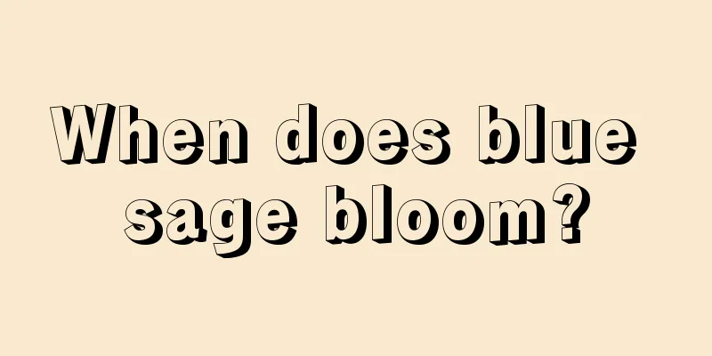 When does blue sage bloom?