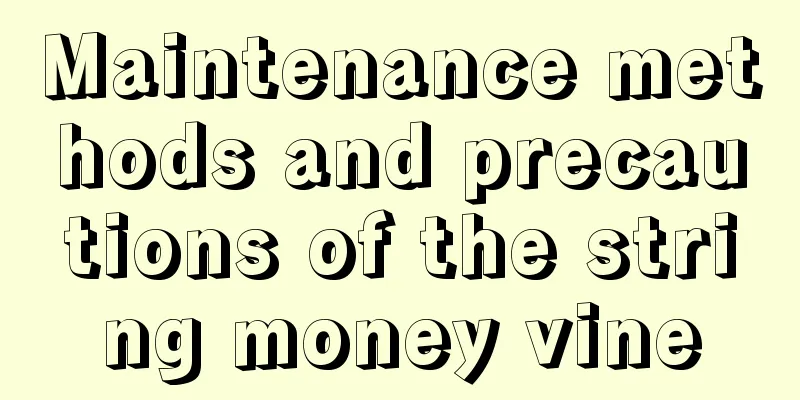 Maintenance methods and precautions of the string money vine