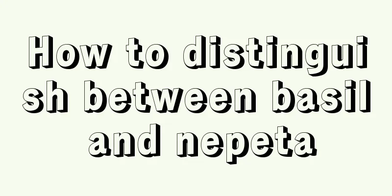 How to distinguish between basil and nepeta