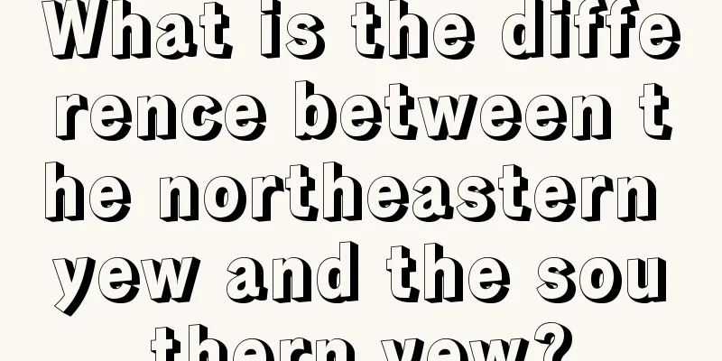 What is the difference between the northeastern yew and the southern yew?