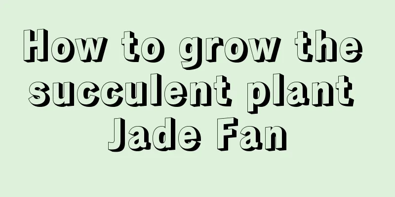 How to grow the succulent plant Jade Fan