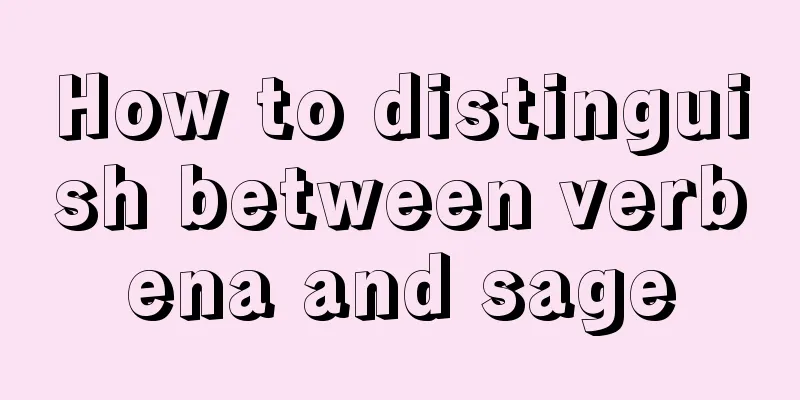 How to distinguish between verbena and sage