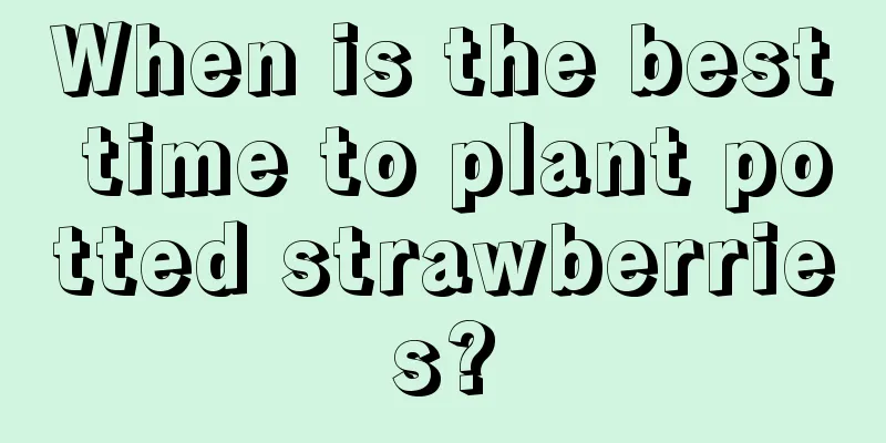 When is the best time to plant potted strawberries?