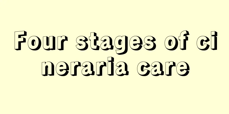 Four stages of cineraria care