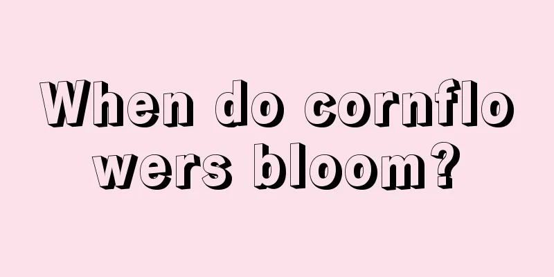 When do cornflowers bloom?