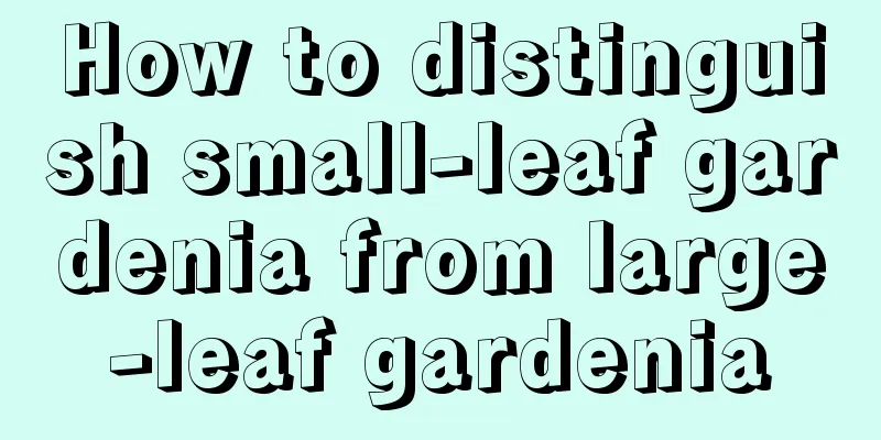 How to distinguish small-leaf gardenia from large-leaf gardenia