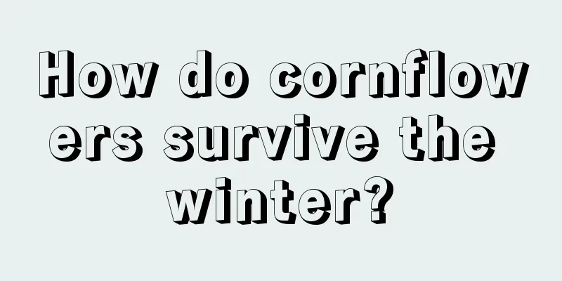 How do cornflowers survive the winter?