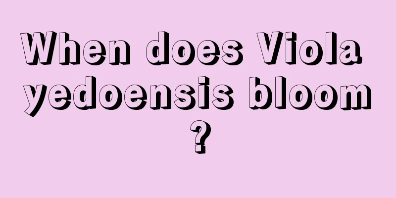 When does Viola yedoensis bloom?