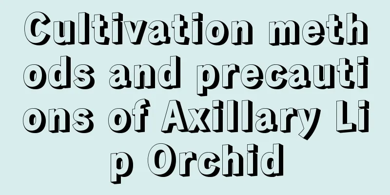 Cultivation methods and precautions of Axillary Lip Orchid