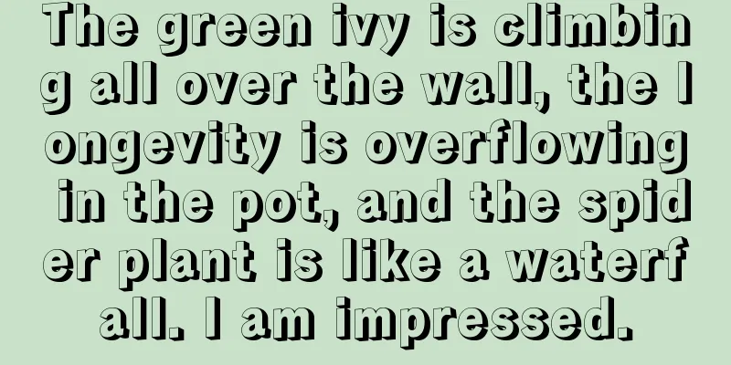 The green ivy is climbing all over the wall, the longevity is overflowing in the pot, and the spider plant is like a waterfall. I am impressed.