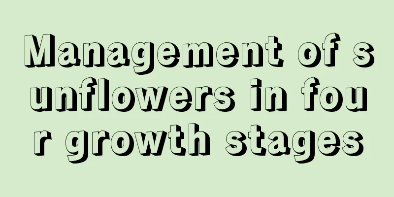 Management of sunflowers in four growth stages