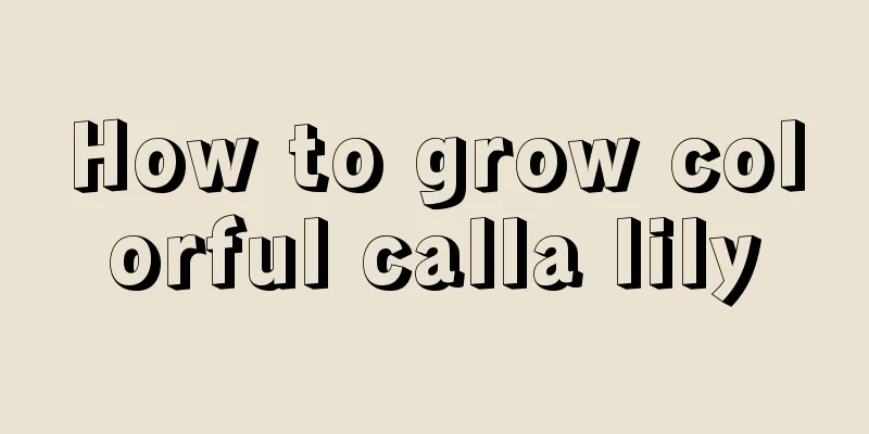 How to grow colorful calla lily