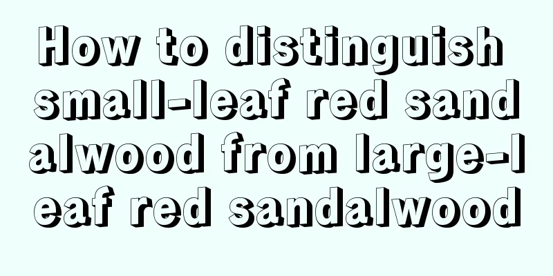 How to distinguish small-leaf red sandalwood from large-leaf red sandalwood