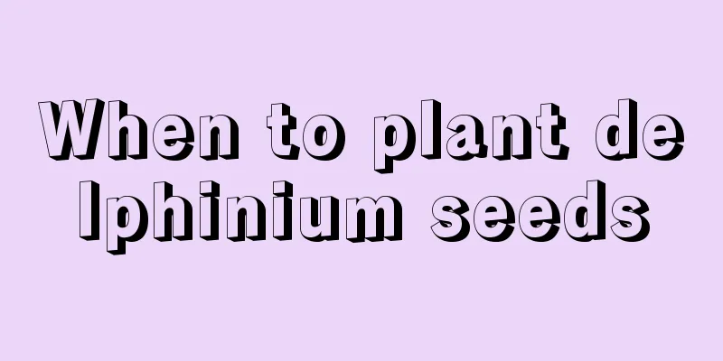 When to plant delphinium seeds