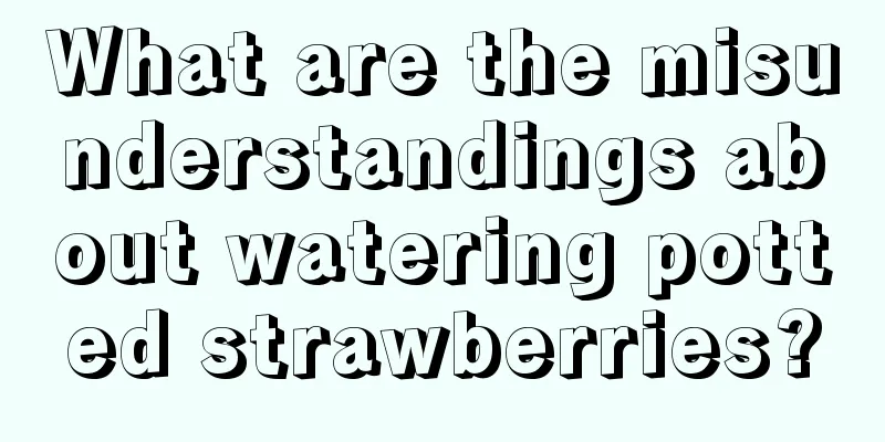 What are the misunderstandings about watering potted strawberries?