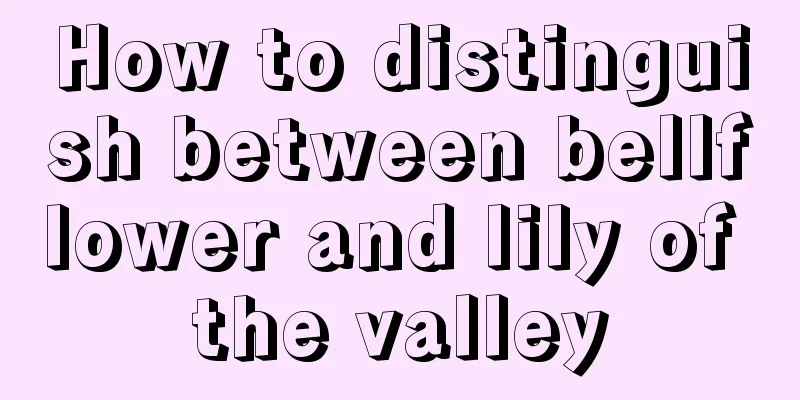 How to distinguish between bellflower and lily of the valley