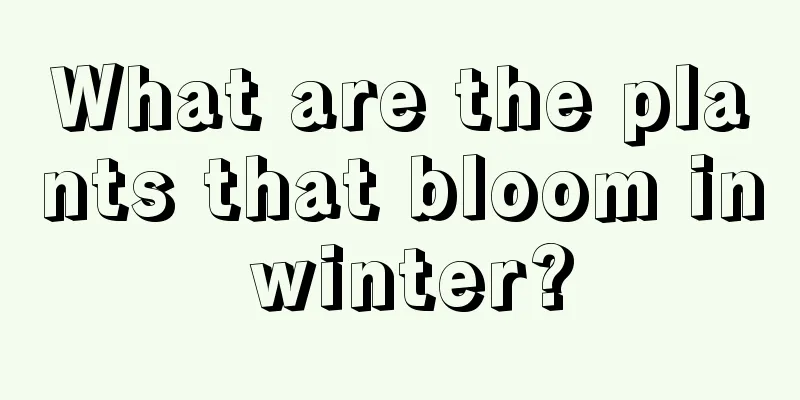 What are the plants that bloom in winter?