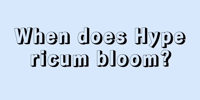 When does Hypericum bloom?