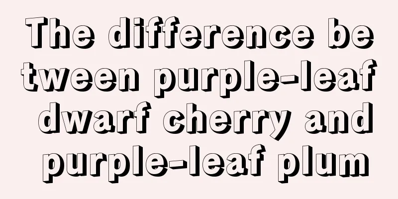 The difference between purple-leaf dwarf cherry and purple-leaf plum