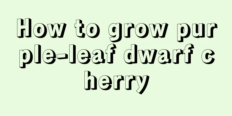 How to grow purple-leaf dwarf cherry