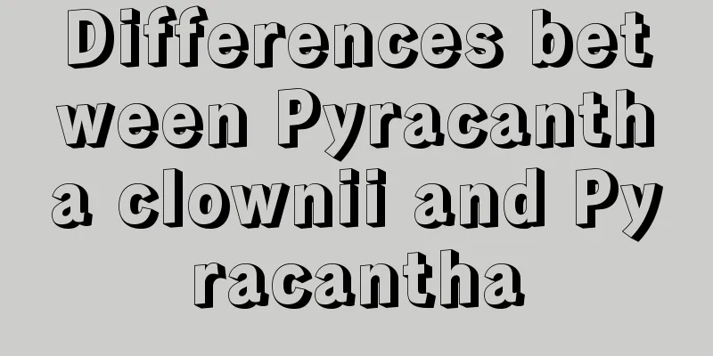 Differences between Pyracantha clownii and Pyracantha