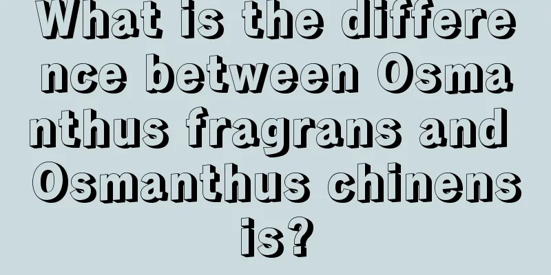 What is the difference between Osmanthus fragrans and Osmanthus chinensis?