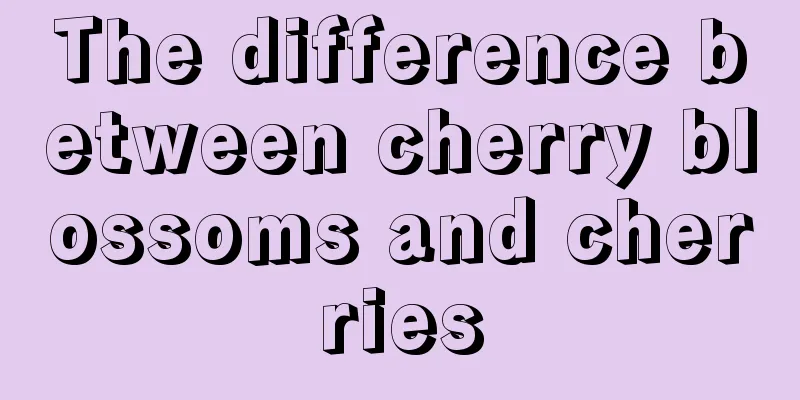 The difference between cherry blossoms and cherries