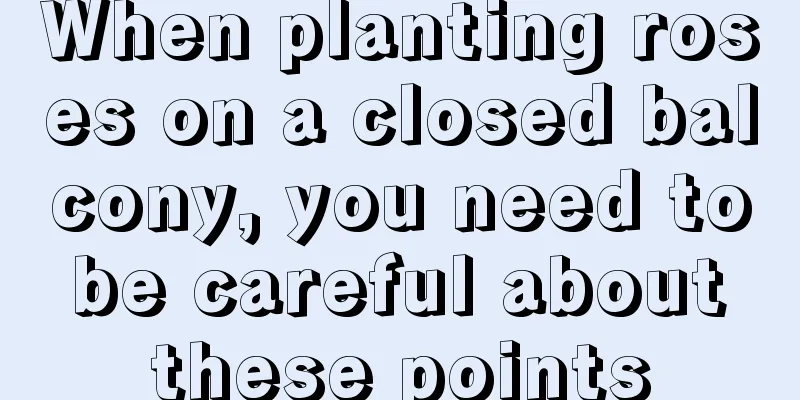 When planting roses on a closed balcony, you need to be careful about these points