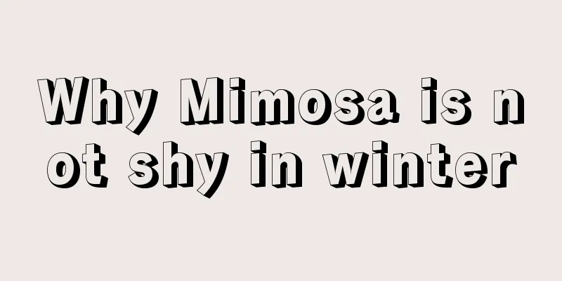 Why Mimosa is not shy in winter