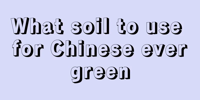 What soil to use for Chinese evergreen