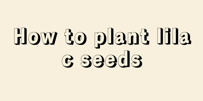 How to plant lilac seeds