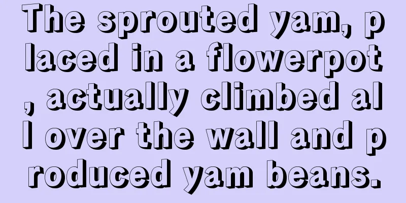 The sprouted yam, placed in a flowerpot, actually climbed all over the wall and produced yam beans.