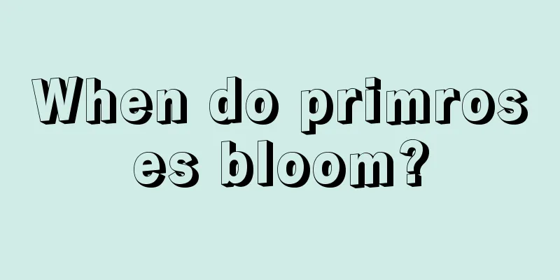 When do primroses bloom?